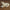 Resting Lamb - Fiberglass (23in.W) 54in. scale