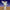 African American Angel of Gloria Life Size 57in.H -  54in. scale