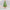 Christmas Gingerbread Tree - 87 ins high