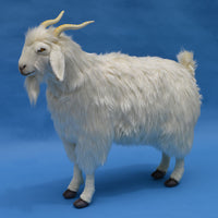 Cashmere Goat 40 ins.