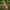 Afghan Hound Made in Italy 24 in H