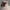 Life Size Hansa Sheep 36in. H Ride-on