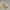 Polar Bear Cub Sleeping 36in.L
