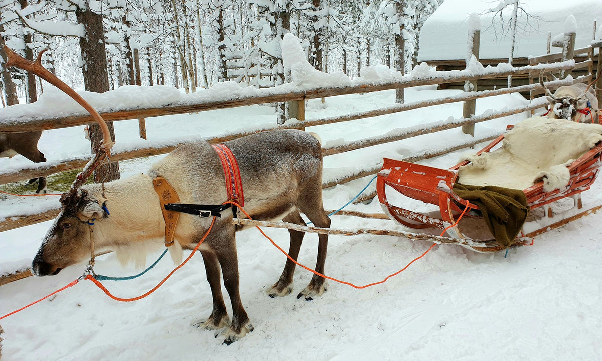 Giant reindeer with red sled