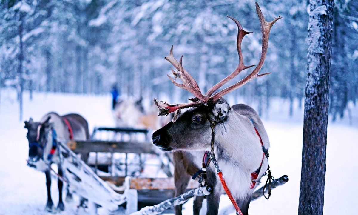 Christmas reindeer