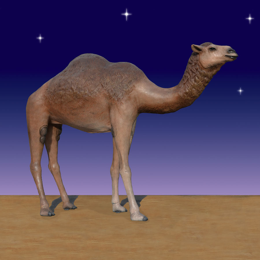 Standing Camel 74 inch height - 6 ft scale