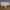 Life Size Standing Sheep 27 in. High