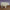 Small Standing Sheep 40 in. scale 19in long