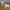 Resting and Standing Lambs - Fiberglass (22in.W) 54in. scale