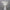Ivory Angel of Gloria Life Size 57in.H -  54in. scale