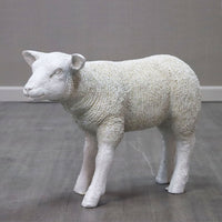 Ivory Standing Lamb (54in. scale) - Fiberglass (17in. high)