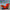 Christmas Kiddie Sleigh Red 36 ins long  NOT LIVE