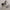 Husky Dog Statues Pair 37in H