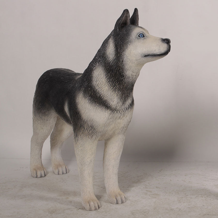 Husky Dog Statue Looking Left 36in H