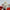 Nordic Reindeer Sleigh and Polar Bear  150 ins L