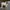 Real Life Larger Kneeling Camel, Awassi Ram and Sheep 14in. scale