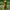 Afghan Hound Made in Italy 24 in H