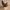Hen (54in. scale)