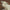 Resting Lamb - Fiberglass (23in.W) 54in. scale