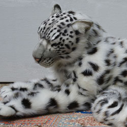 Plush Snow Leopards